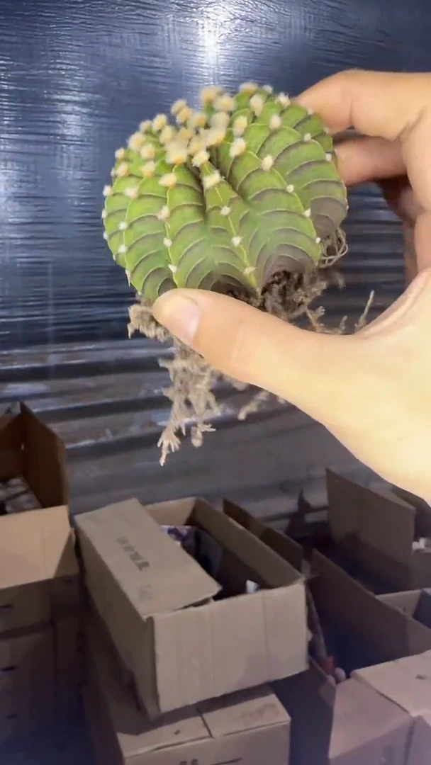 泰系高绒 纯肋骨【实生根】