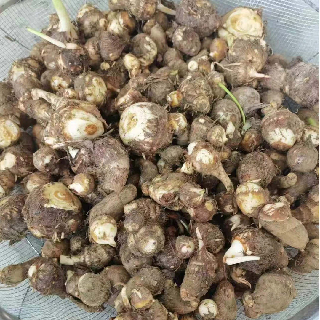 新鲜芋头子 农户自种 现摘现发