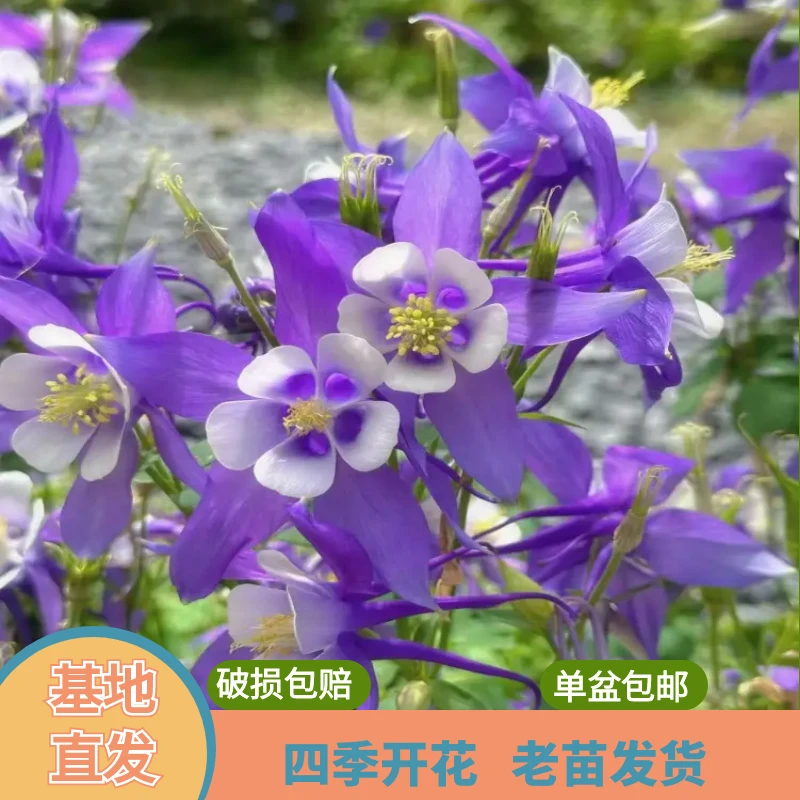 绿植园 [耧斗花 ]盆栽带花苞发货开花不断四季开花阳台花卉植物