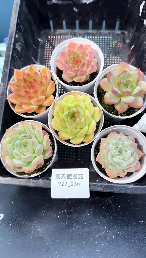 927-036多肉6颗
