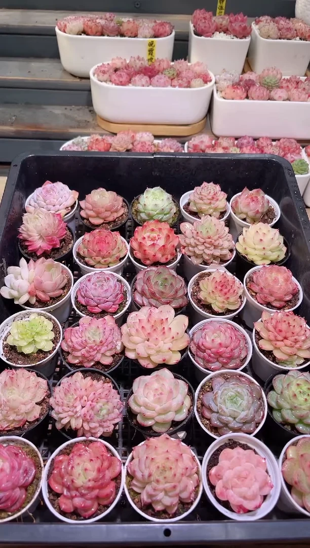 【闪购商品】20-223麦秆