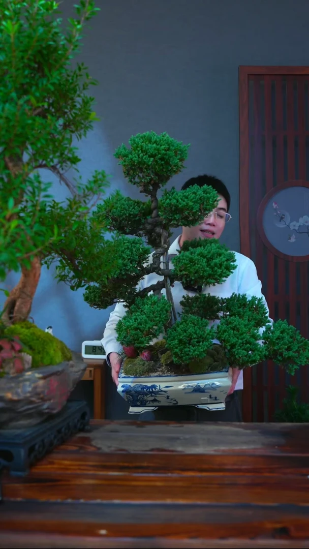 完全开放一物一拍迎客松