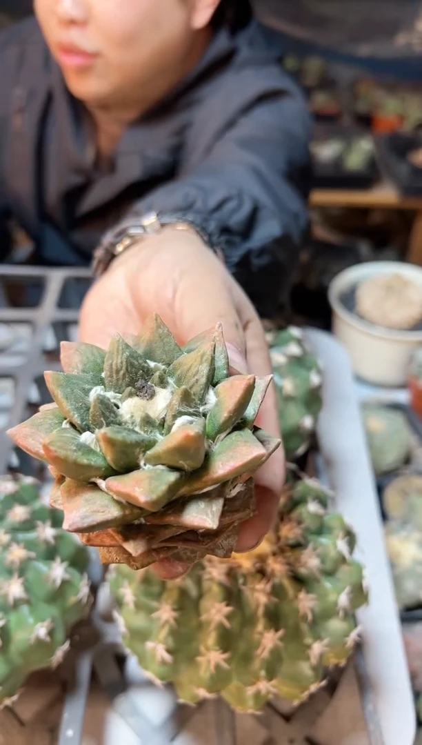 【闪购商品】14号苗接无根龙角龟橘锦7.6公分