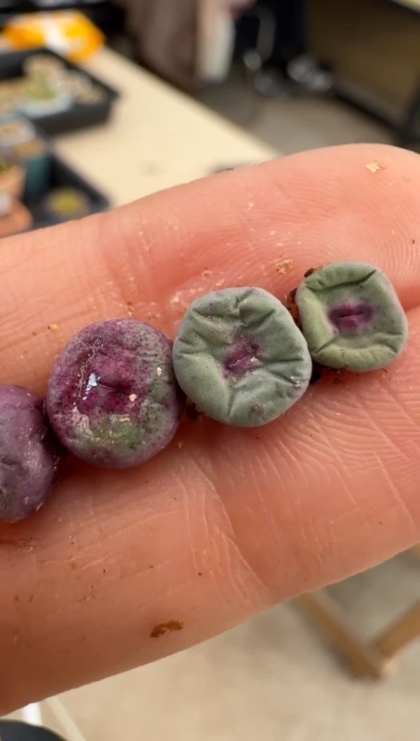 【闪购商品】3-24美人鱼嘴一颗