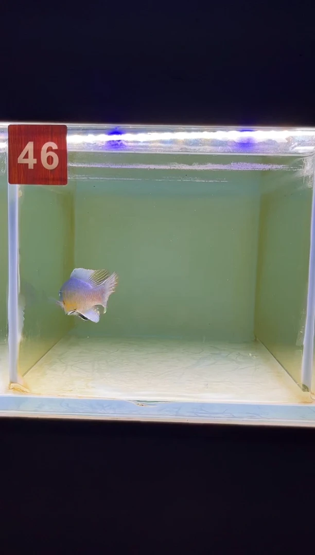 海水鱼三湖慈鲷野生
