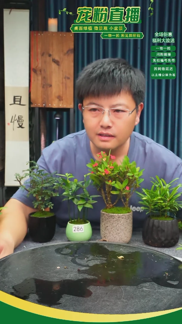 无花朵野**鬃苔藓微景观286号