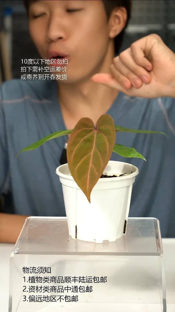 完全开放Hulk*红爪哇01