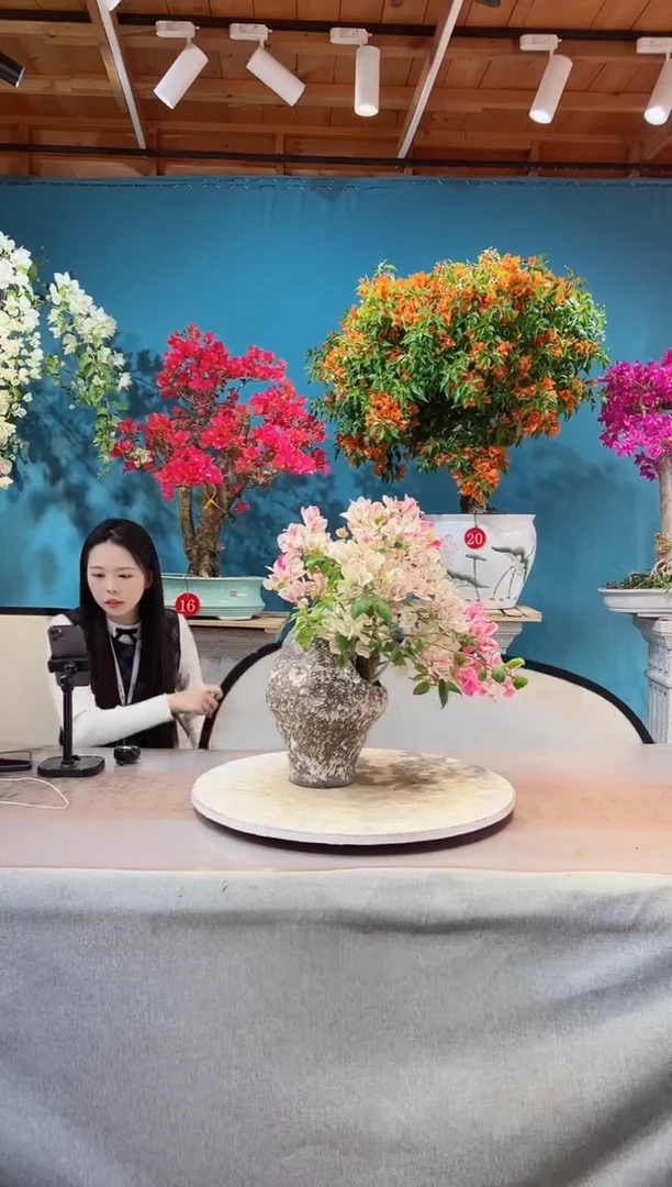 大量花朵（建议范围：8朵-15朵 或40%以上）漳红樱