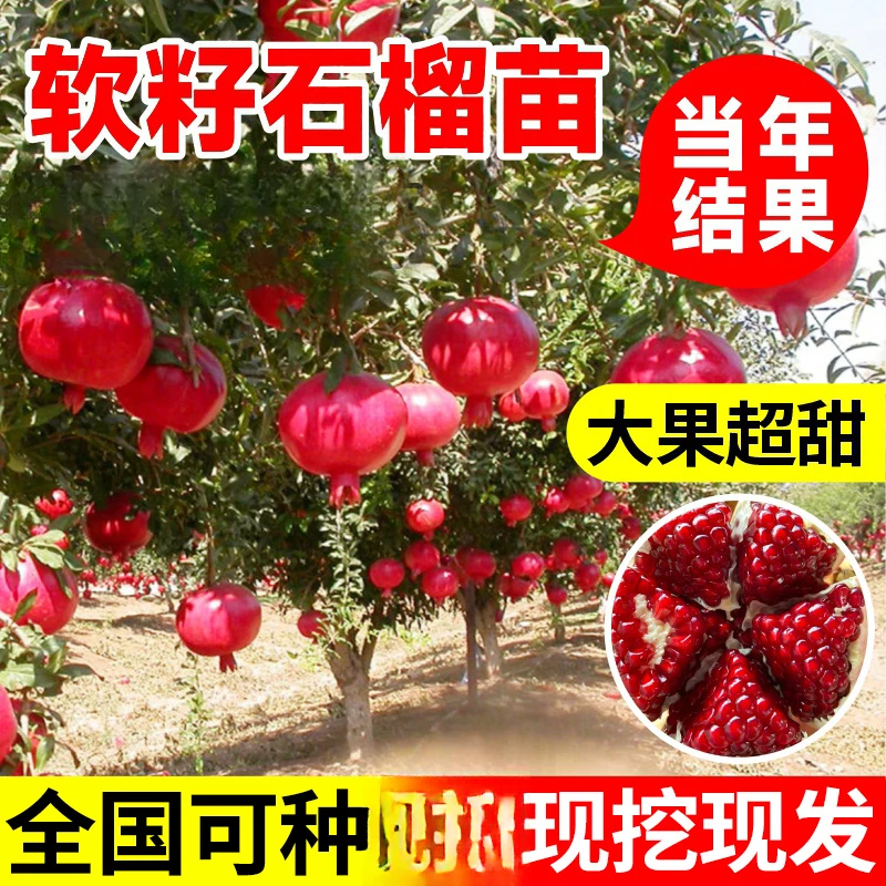 石榴树树苗突尼斯软籽无籽石榴苗果树特大带土甜石榴树苗盆栽庭院