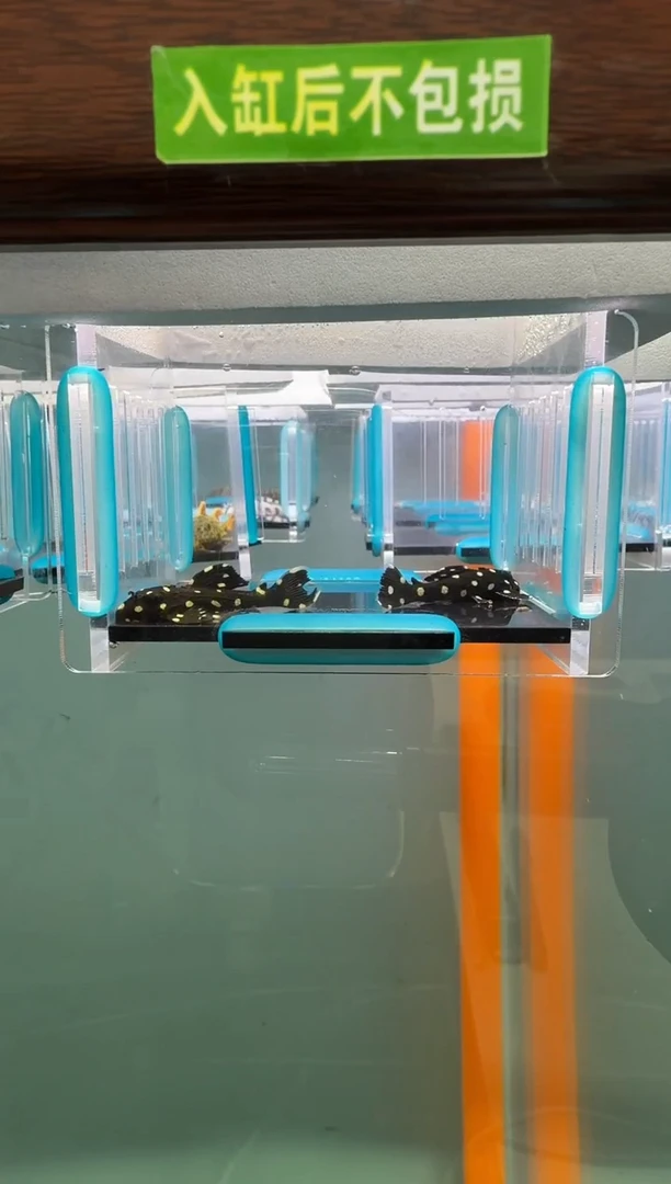 清道夫鱼013号240入缸不包损录制完整开箱视频3.8-4.3厘米