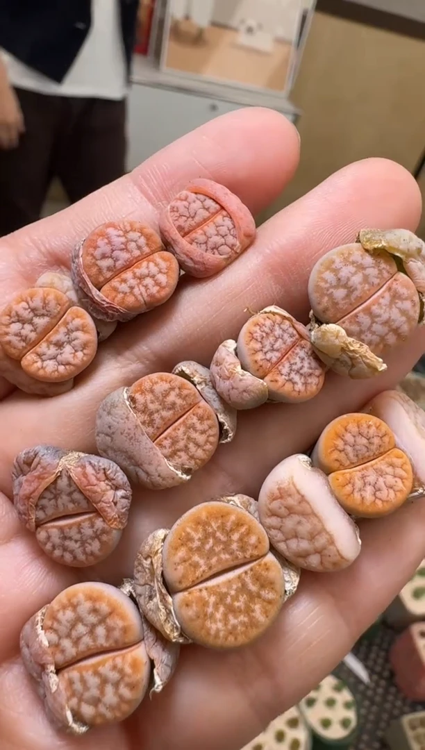 【闪购商品】25-7山脉拿铁一颗