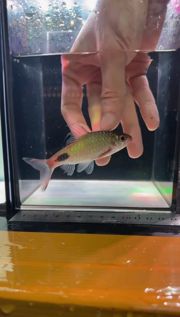 海水鱼紫红两点鲫