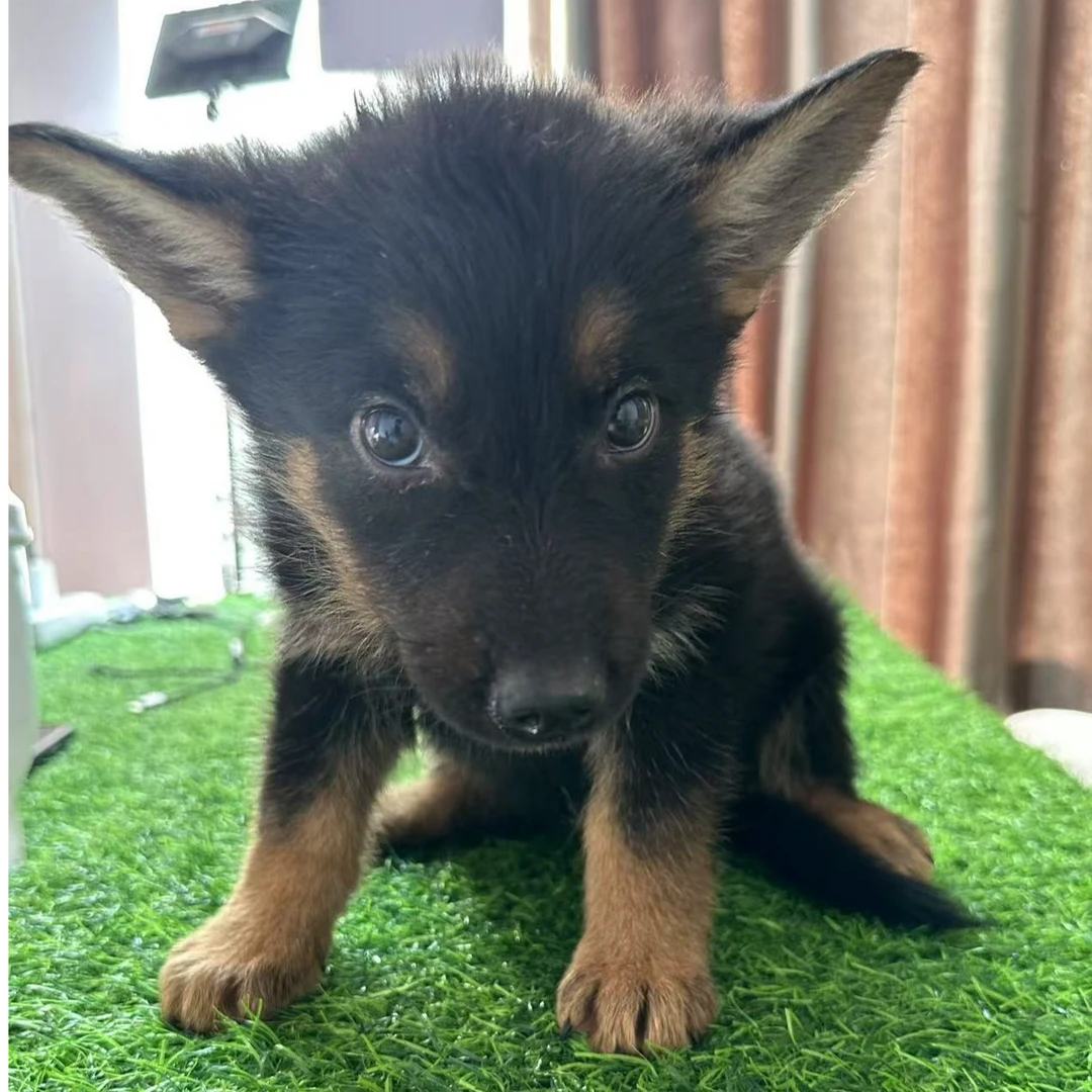 （运乐家精品德牧）T狗狗活体太极东德