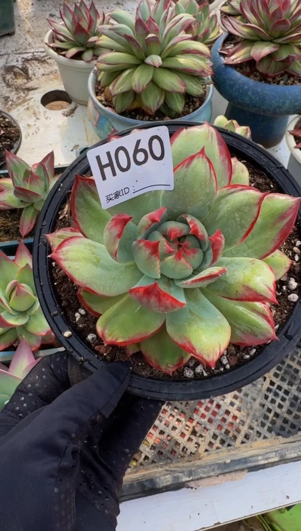 H060惊鸿仙子（裸根发货）