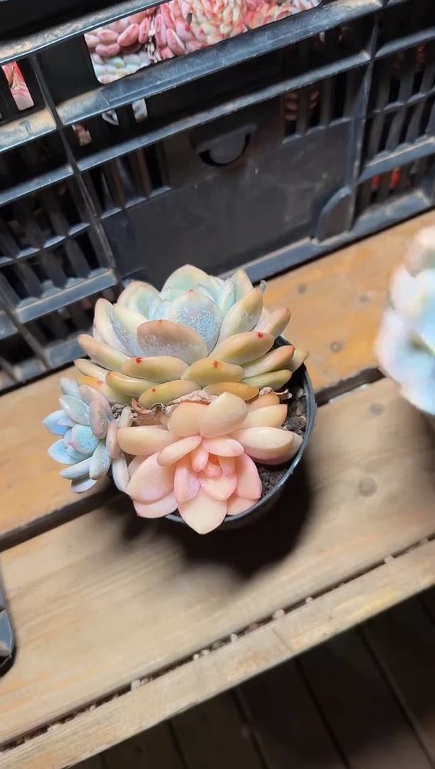 110#覆轮阴阳锦群（7-9cm）脱土