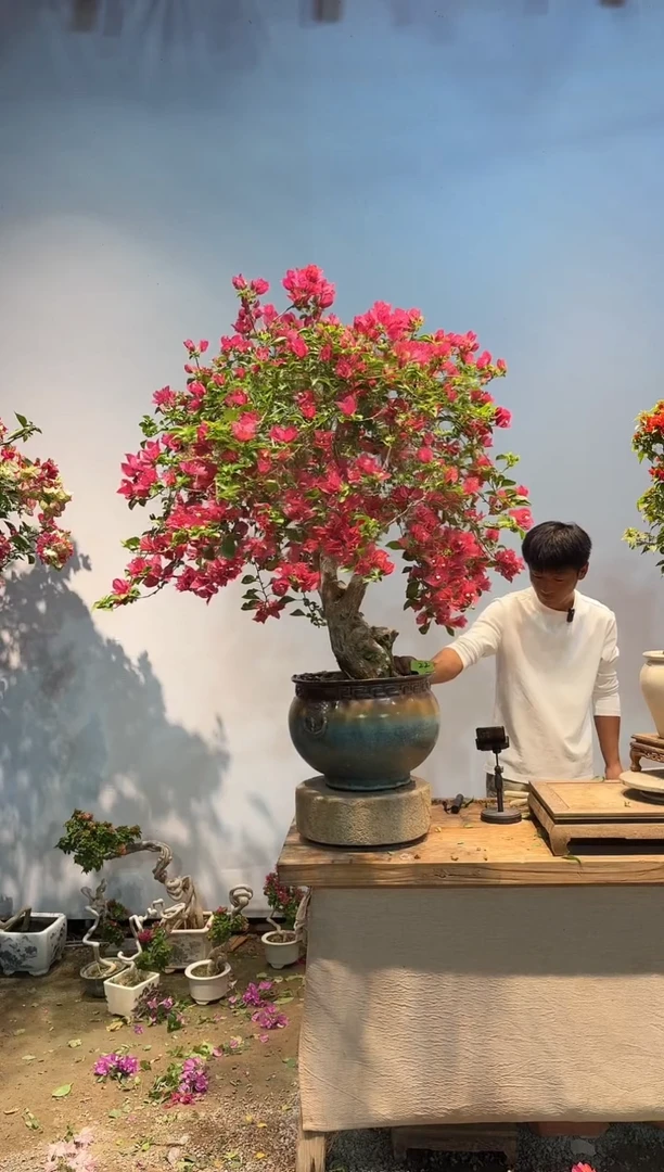 全部花朵万**意三角梅22