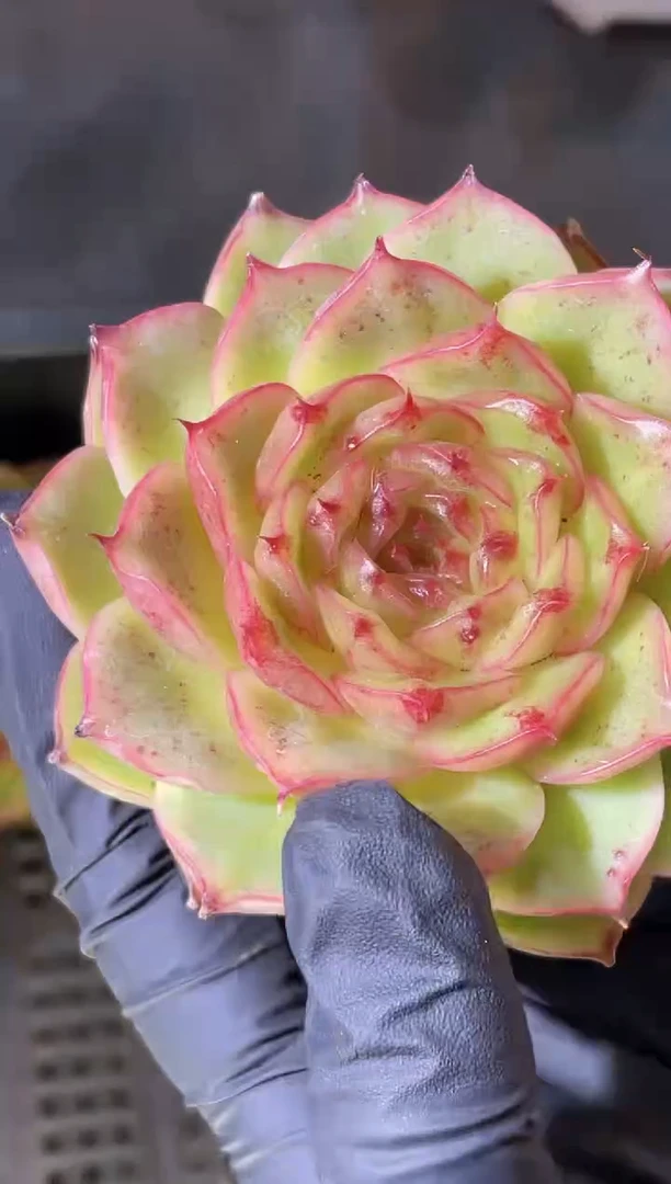 闪购2302 极夜7厘米以上 量拍发一颗