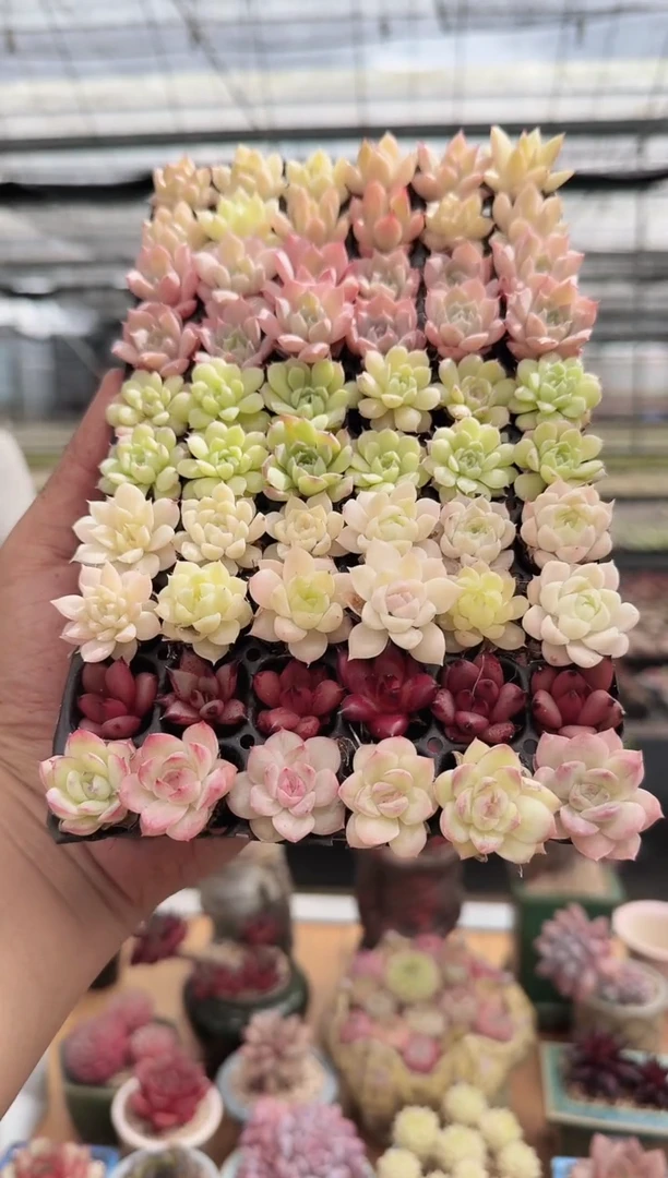 东云多肉园新款-135