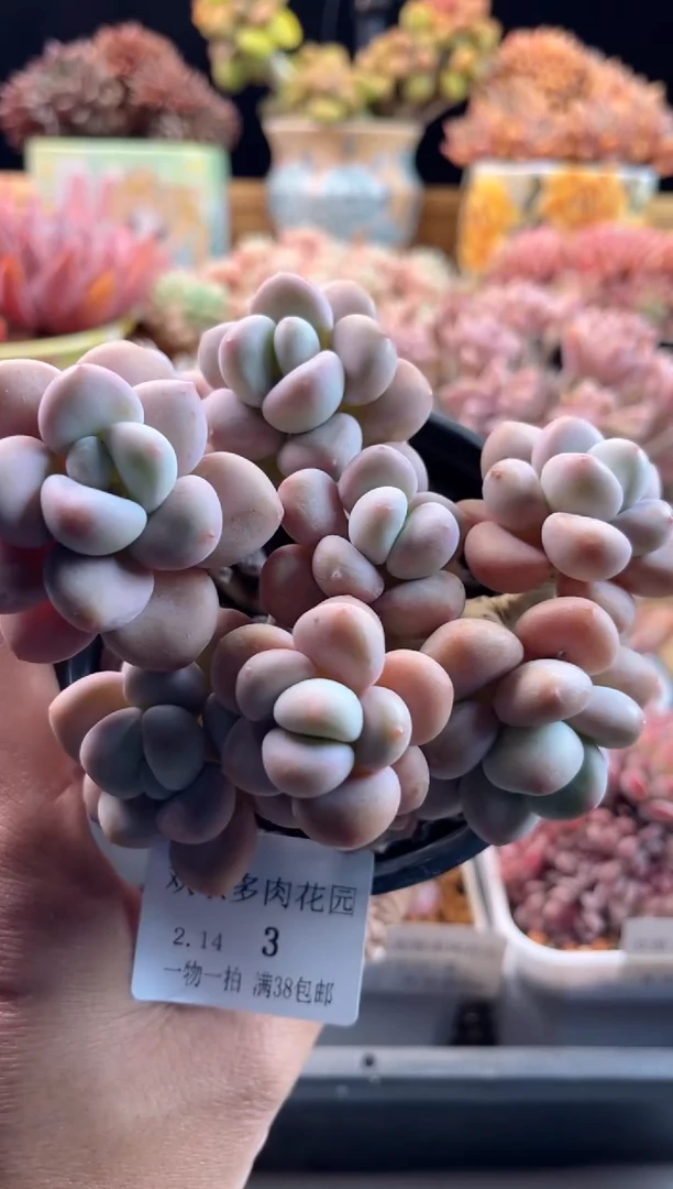 【闪购商品】2.14-3香水洛神