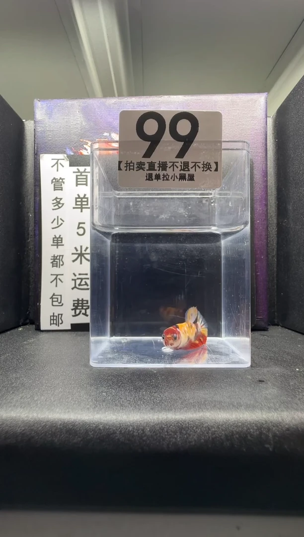 斗鱼母鱼编号：99
