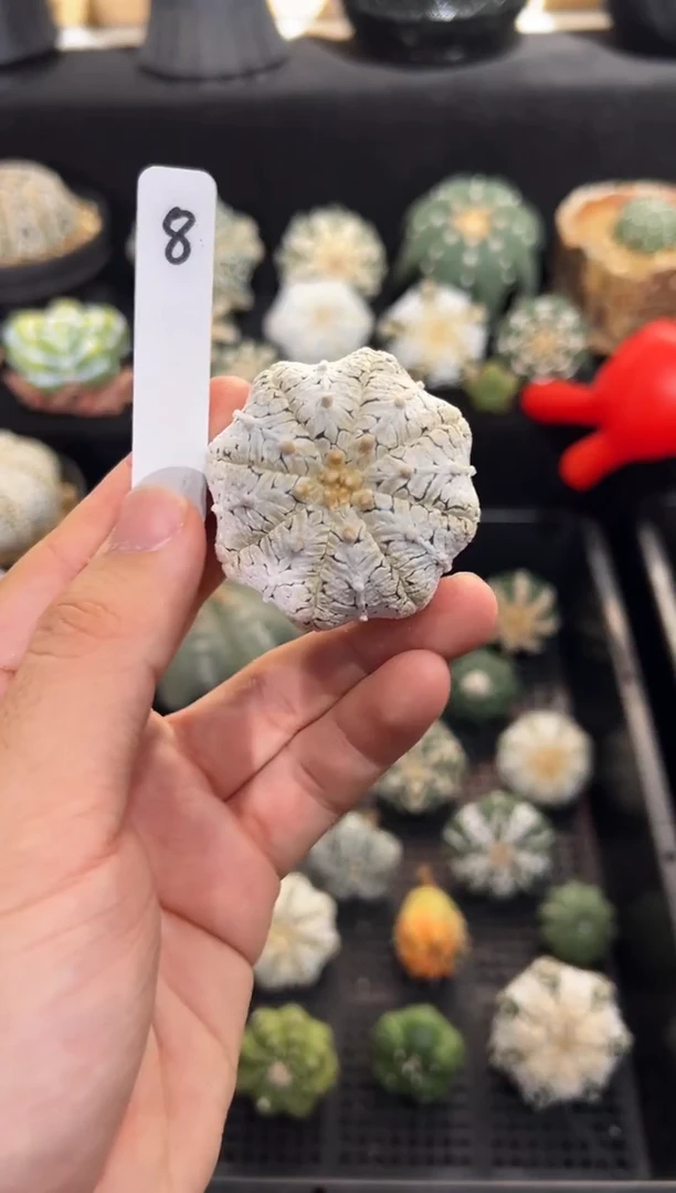 浓白V不含盆土实生编码8