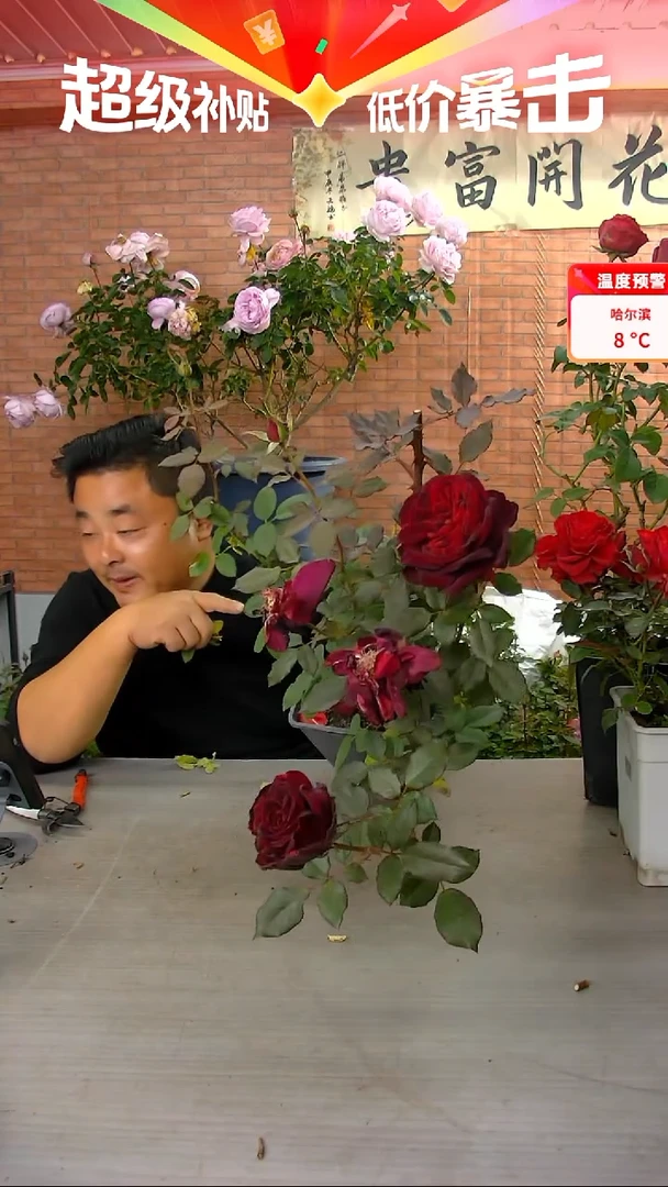 当前无花朵，栽培后可花朵暗香