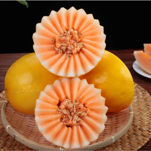 甘肃头茬民勤沙漠密瓜香甜爽口 坏果包赔