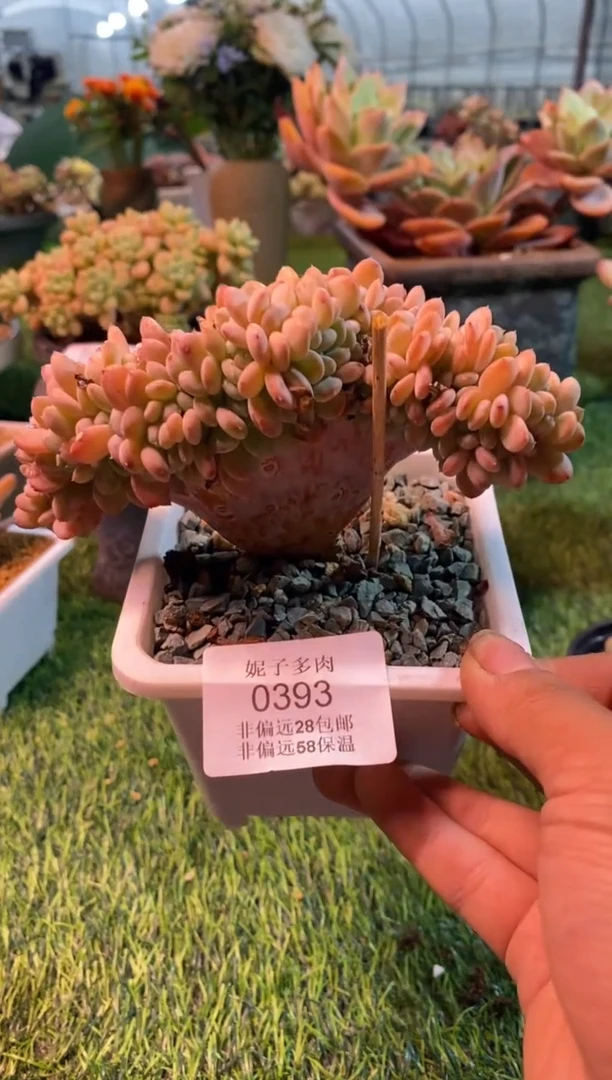 0393aa（满28包邮发货）