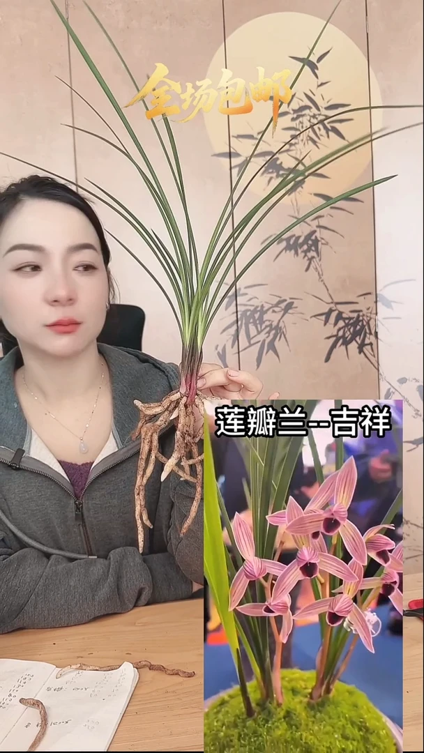当前无花栽培后可以开花：吉祥