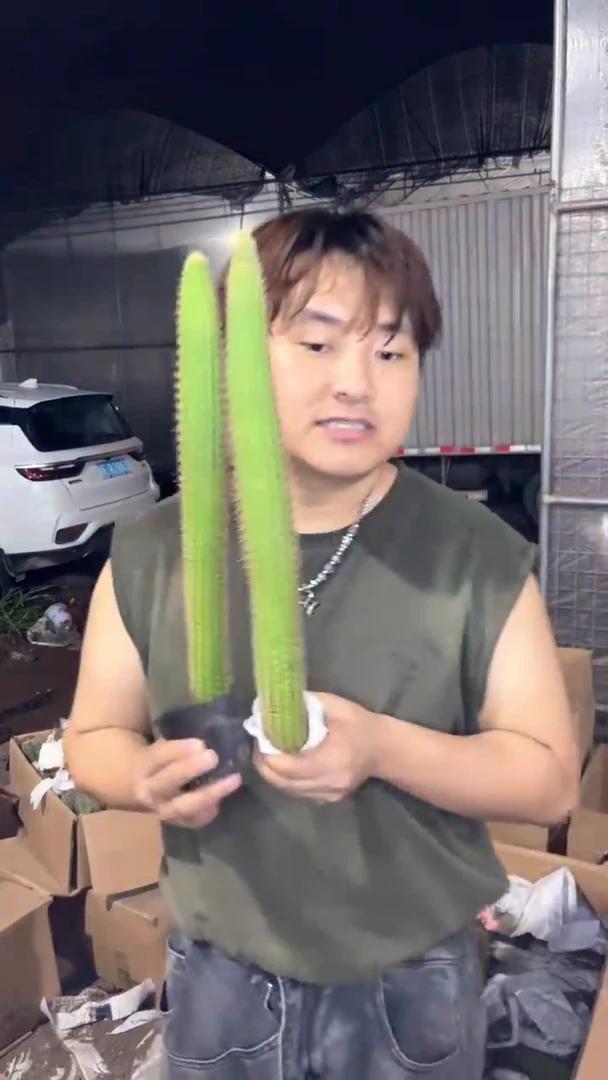 2颗 单头 彩舞柱【带根】高25-40cm