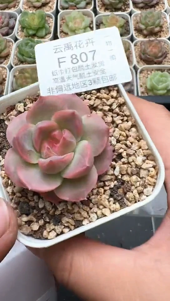 807F云禹多肉植物 默认脱土纸巾打包 3颗包邮