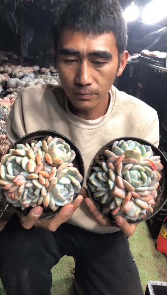 【闪购商品】5头起橙梦露群