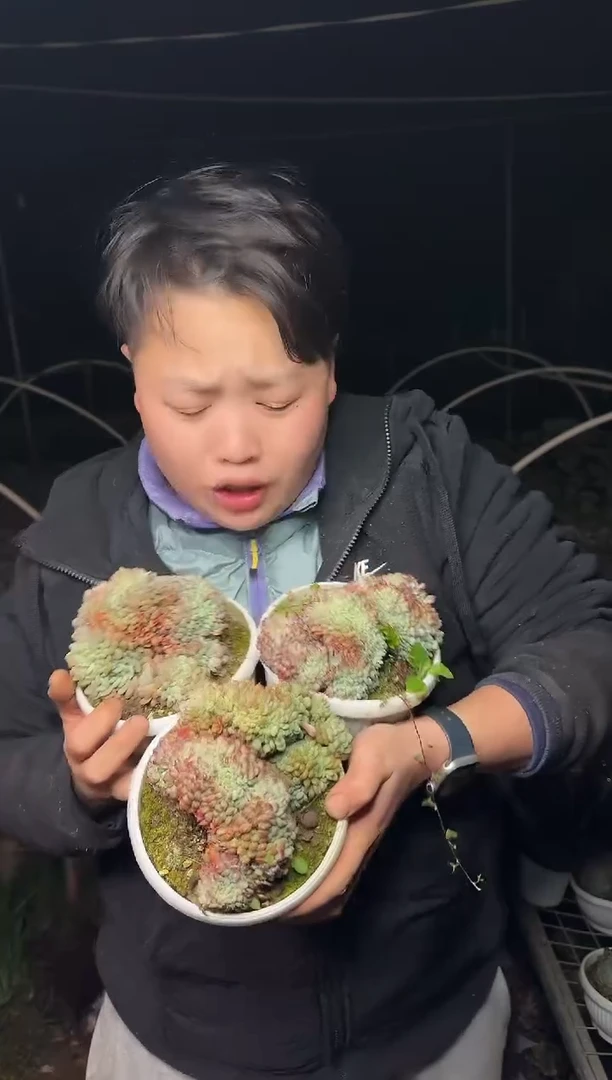 露养区140盆白胖子缀化带盆土4.99