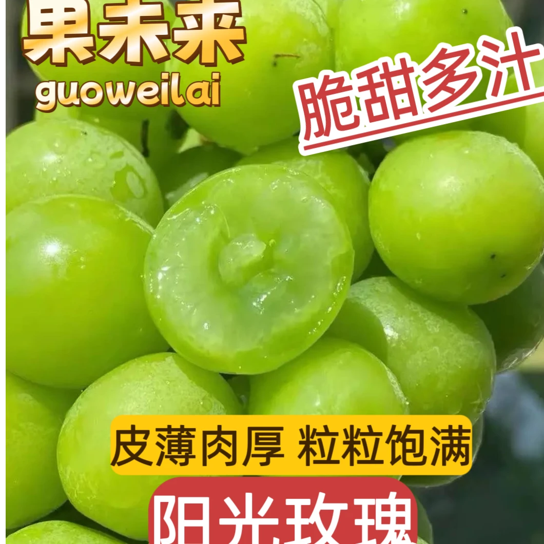 【果未来】顺丰包邮，自家种植阳光玫瑰肉厚新鲜采摘应季水果