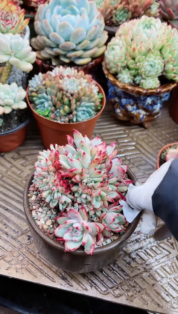 【闪购商品】21053