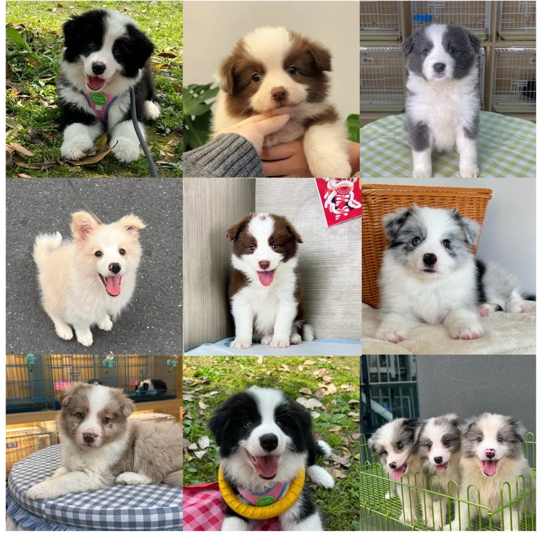老登边境牧羊犬专用活体宠物链接