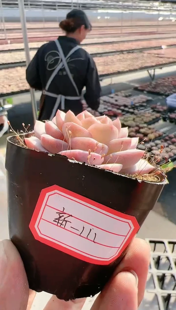 【闪购商品】新-111