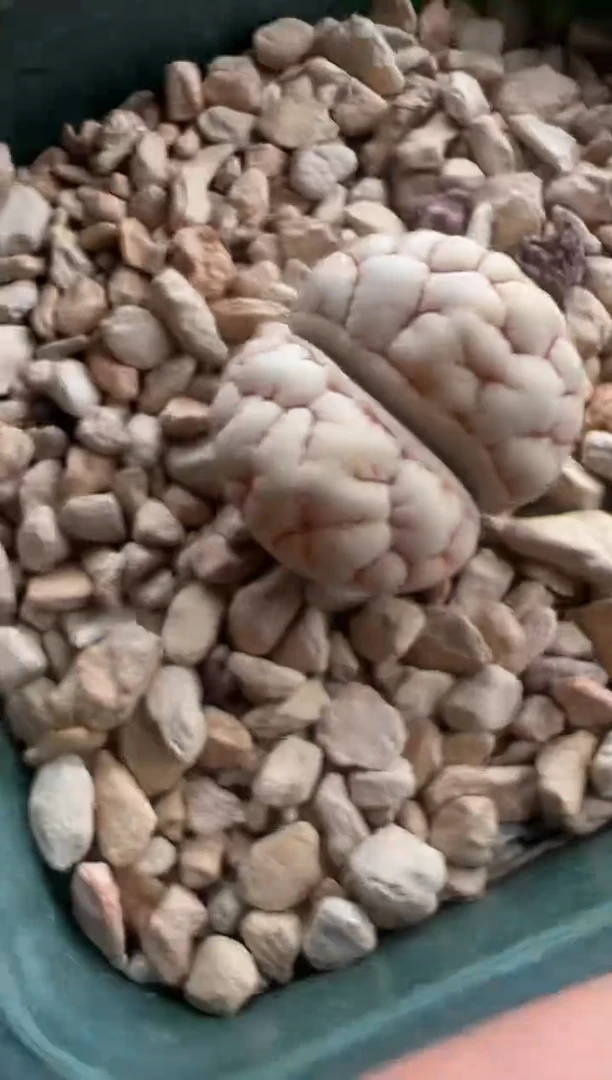 231。。。。。。。，。。。。。。。