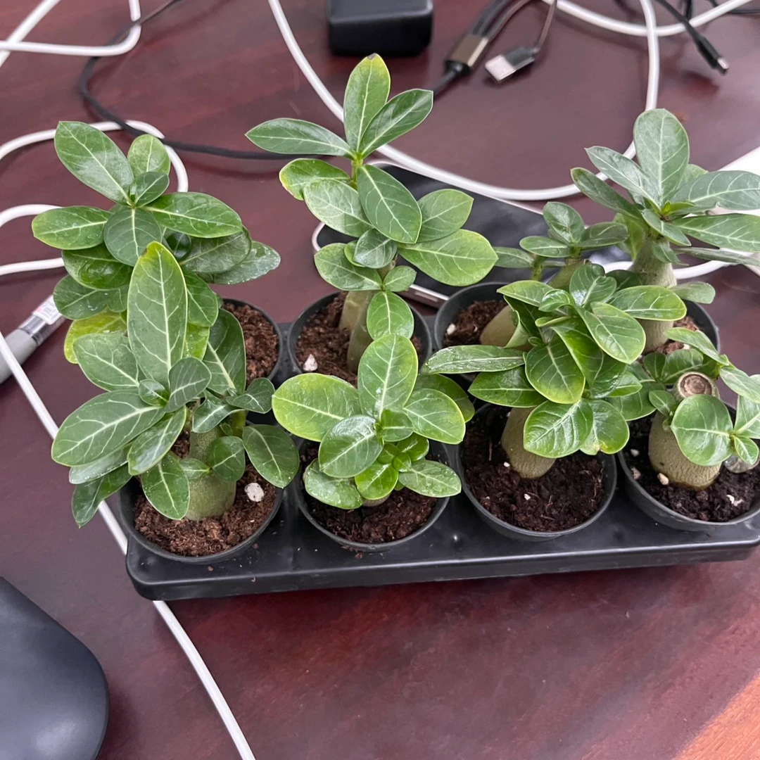 沙漠玫瑰重瓣盆栽室内花卉耐旱四季好养开花盆景