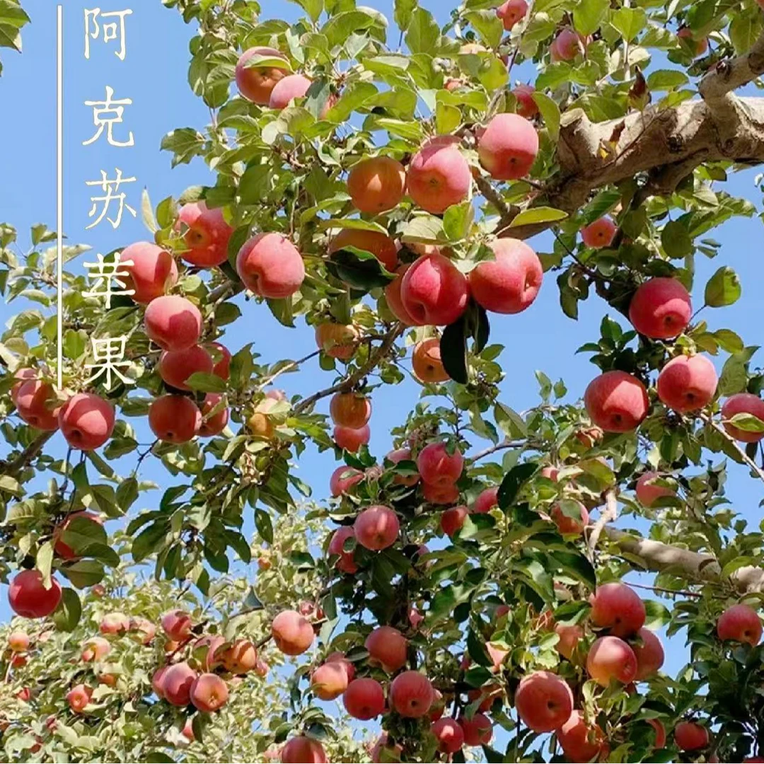 【顺丰快递】正宗新疆阿克苏冰糖心苹果脆甜60%糖心产地直发