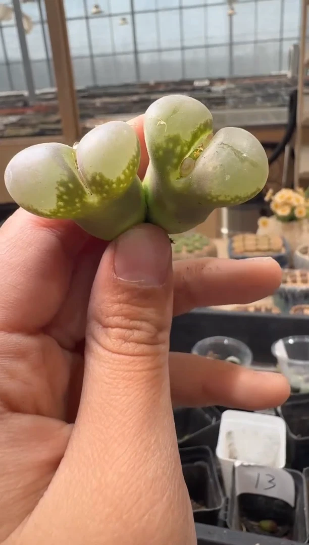 29-136多肉植物肉锥