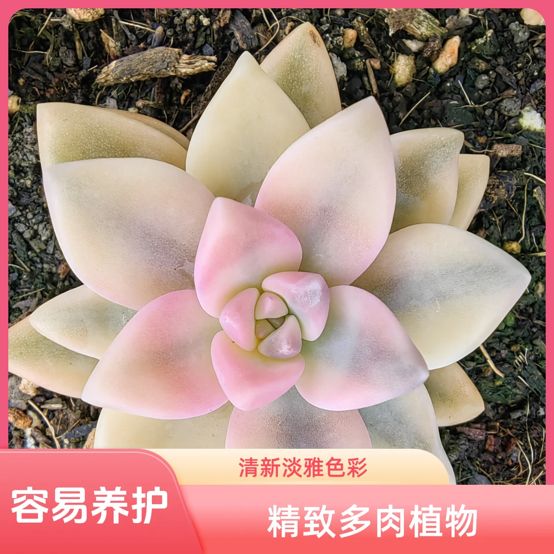 多肉淡雪锦，粉如桃花，淡如兰。