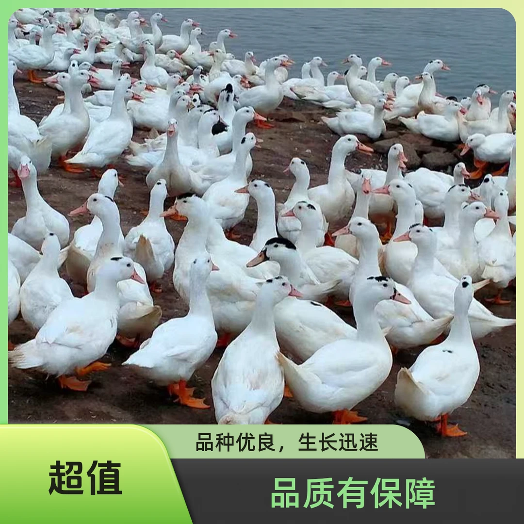 一点黑鸭凤头鸭M18骡鸭呆萌宠物鸭包邮包活到家