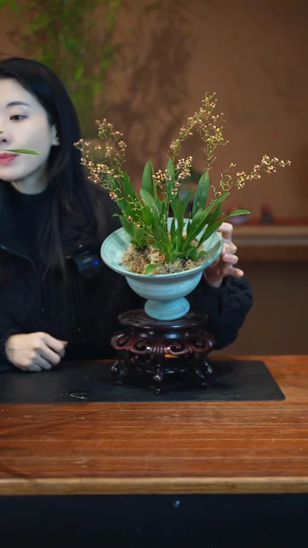 全部花朵花蝴蝶梦香盆景盆景