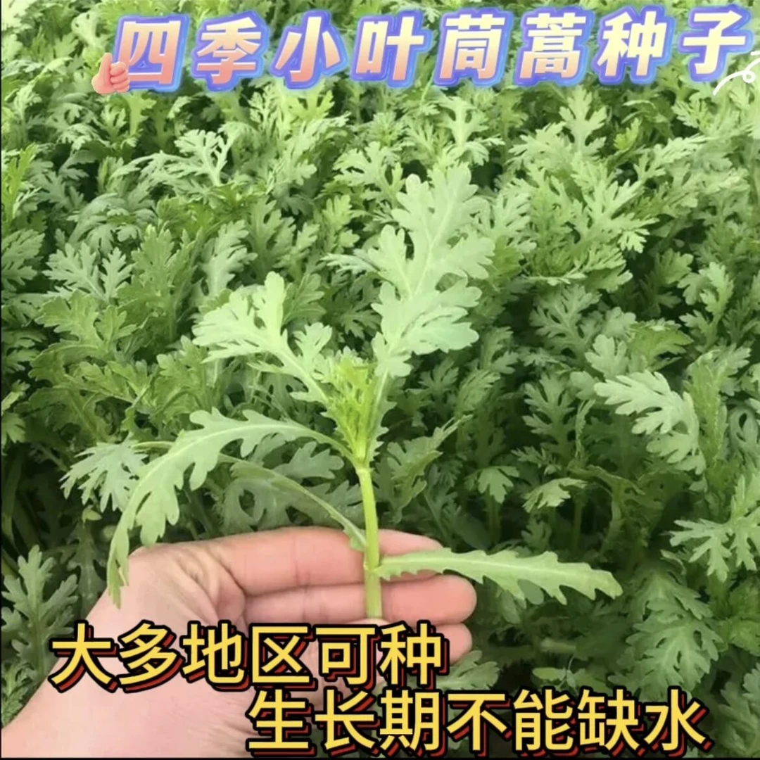 小叶茼蒿种子种籽光杆菜种四季籽种秋冬季常见蔬菜孑种籽蔬菜种子