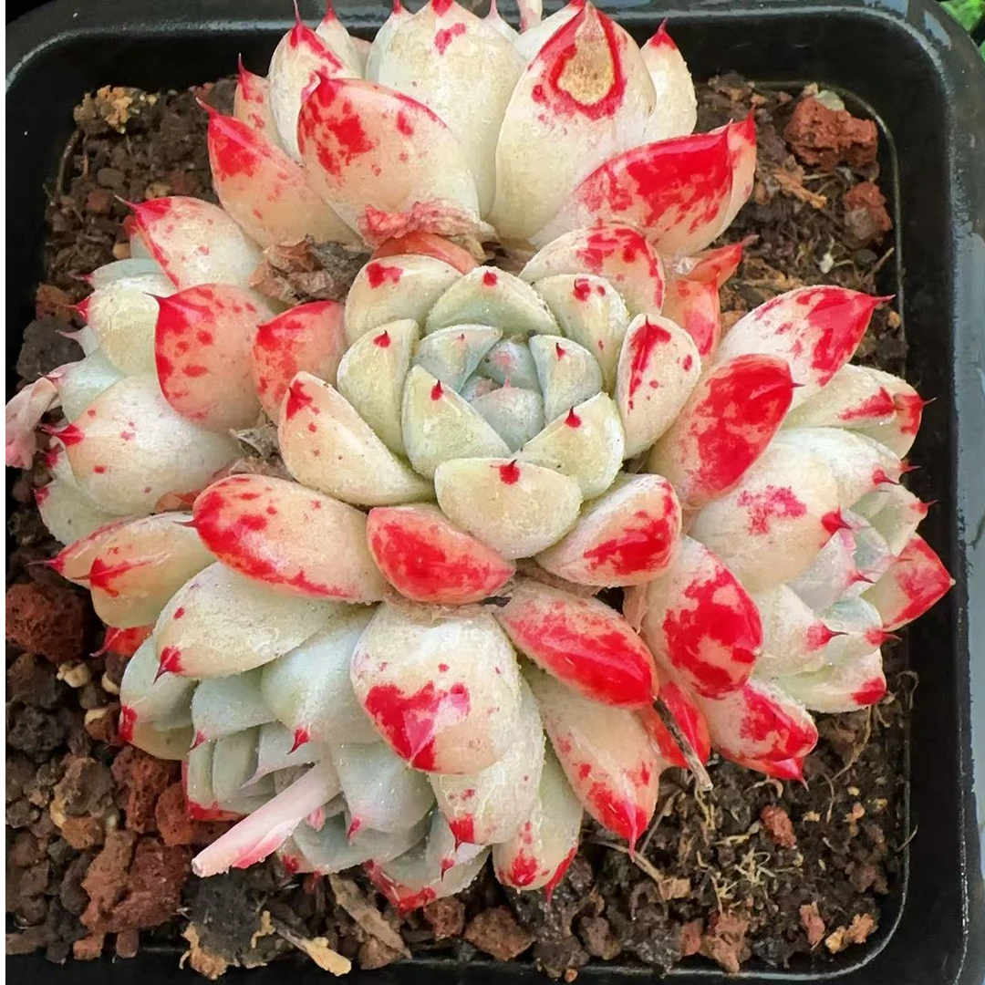阿尔巴佳人3头群（9cm）140#带土球不包整金先生精品多肉