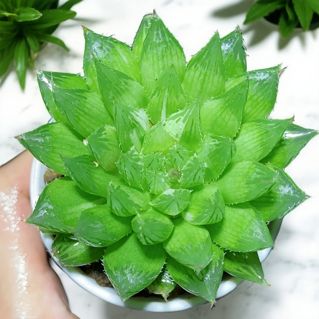 水晶掌三角琉璃莲多肉植物室内阳台客厅小型盆栽带盆玉露多肉
