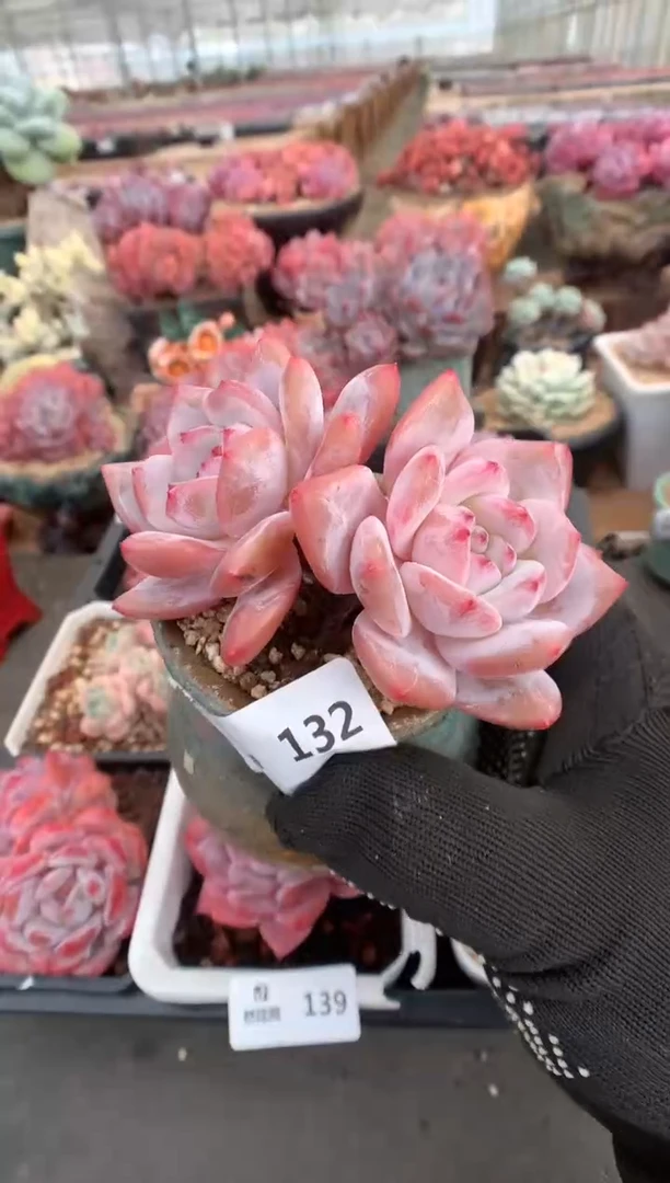 132雪天使一物一拍