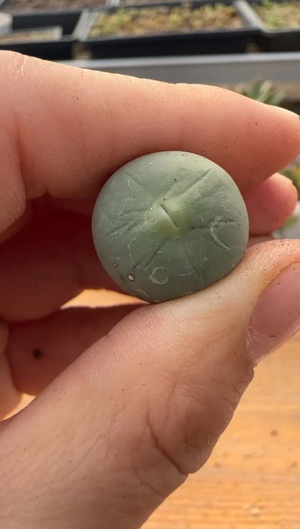 【闪购商品】9-267