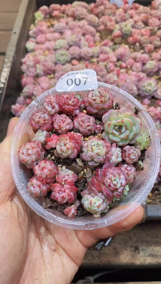 【闪购商品】007天鹅绒量拍1盒